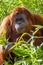 Adelaide zoo orangutang eating on 9th August 2012