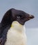 Adele penguin fluffing his feathers, which stand perpendicular to his body