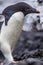 Adele penguin hunts for nesting stones
