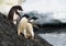 Adele Penguins in Antarctica