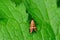 The Adelidae or fairy longhorn moths