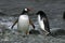 Adelie and Gentoo penguins