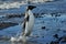 Adelie Penguin