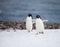 Adelie penguin