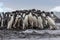 Adelie penguin. Adelie penguins heading for sea but some change their minds and return against the stream.
