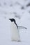 Adelie Penguin, Adelie Pinguin, Pygoscelis adeliae