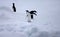 Adelie Penguin, Adelie Pinguin, Pygoscelis adeliae