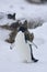 Adelie Penguin, Adelie Pinguin, Pygoscelis adeliae