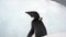 Adelie penguin in Antarctica