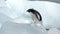 Adelie penguin in Antarctica