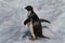 Adelie penguin, Antarctica