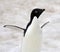 Adelie penguin - Antarctica