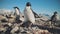 Adelie penguin antarctica wild coast camera view