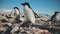 Adelie penguin antarctica wild coast camera view