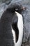 Adelie penguin, Antarctis