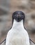 Adelie penguin with blue eyes looks directly at camera