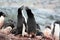 Adelie penguin in a breeding colony on Fish Islands in Antarctica