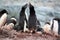 Adelie penguin in a breeding colony on Fish Islands in Antarctica