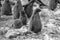 Adelie Penguin chick- Pygoscelis adeliae - in colony. Wildlife at Paulet Island, Antarctica. Black and white photography