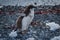 Adelie penguin chick running along stony beach