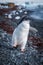 Adelie penguin chick rushing along shingle beach