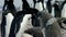 Adelie Penguin with chicks-001
