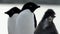Adelie Penguin with chicks-002