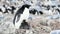 Adelie penguin with chicks
