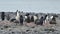 Adelie Penguin with chicks