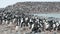 Adelie Penguin with chicks