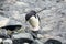 Adelie penguin on the coast of Fish Islands, Antarctica