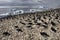 Adelie Penguin Colony - Antarctica