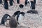 Adelie Penguin couple feeding their chick