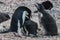 Adelie Penguin couple feeding their chick
