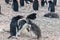 Adelie Penguin couple feeding their chick