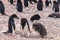 Adelie Penguin couple feeding their chick