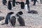 Adelie Penguin couple feeding their chick