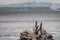 Adelie Penguin Couple sitting on a Rock