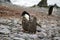 Adelie penguin feeding chicks in Antarctica