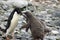 Adelie penguin feeding chicks in Antarctica