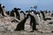 Adelie penguin feeding fledgling with bay in background