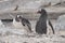 Adelie penguin fighting skuas on Antarctic