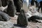 Adelie penguin fledgling in rookery