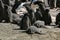 Adelie penguin fledglings in nursery