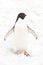 Adelie penguin, high tone