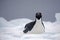 Adelie Penguin on ice, Weddell Sea, Anarctica