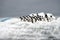 Adelie Penguin on ice, Weddell Sea, Anarctica