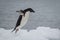 Adelie penguin jumping on the ice