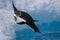 Adelie penguin leaping from an iceberg off the Antarctic coast