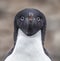 Adelie penguin looks directly at camera